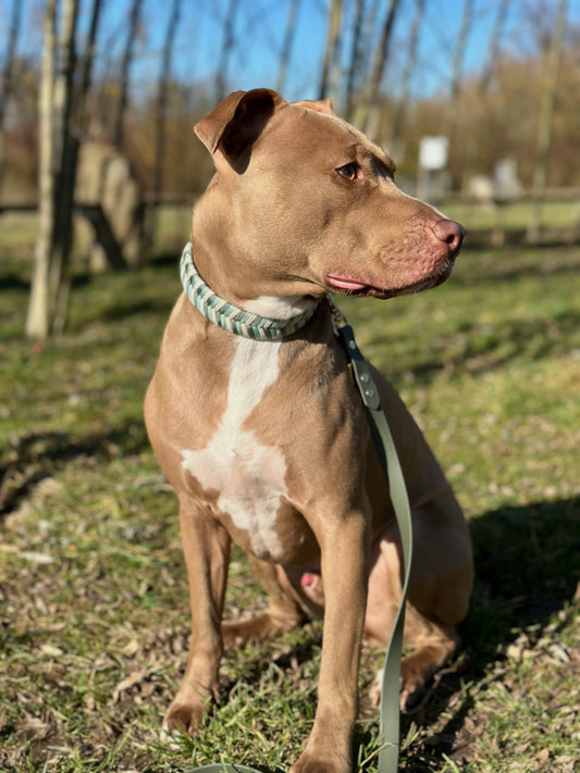 "Golden Sage" - Limited Edition